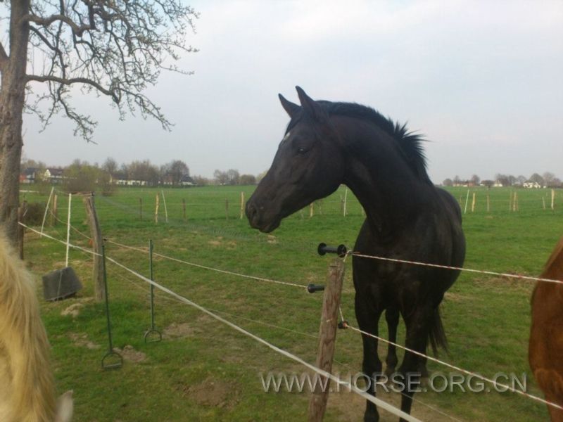 Black Anglo Arabian 2.jpg