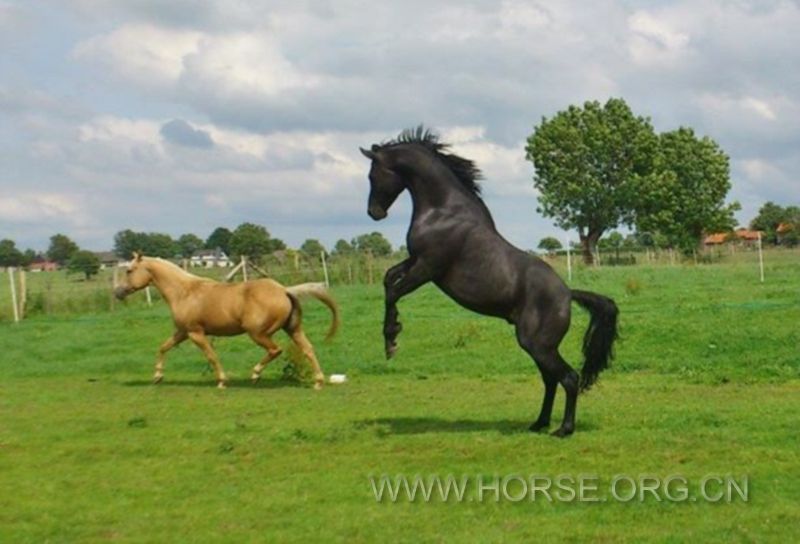 Black Anglo Arabian1.jpg