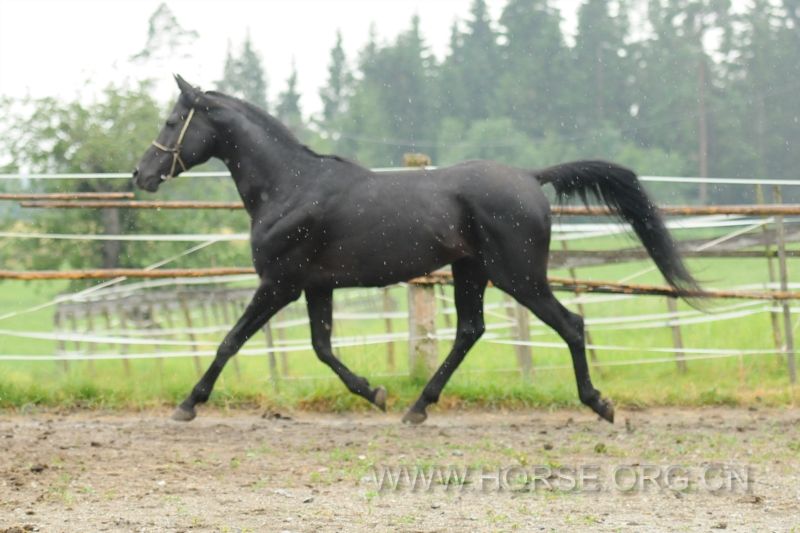 Black Arab. stallion Jan 2.jpg