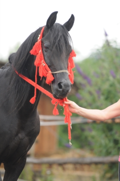 Black Arab. stallion Jan..jpg