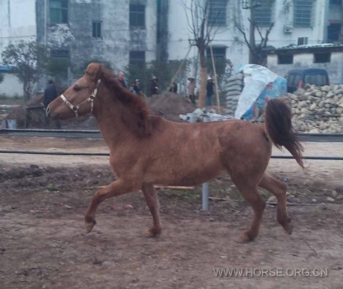 母145高5岁