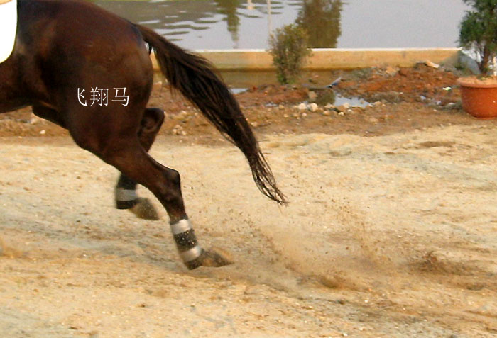 一组越野图片，好马好骑术