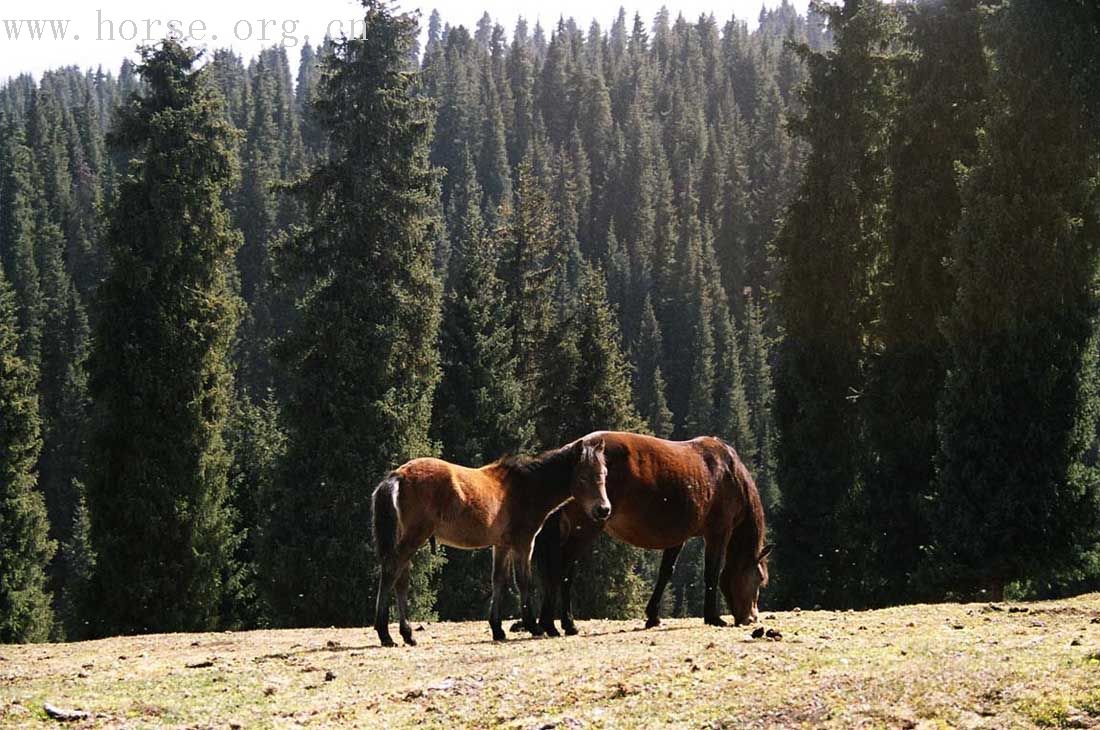 [贴图][原创]最美的还是我们新疆之天山牧场穿行