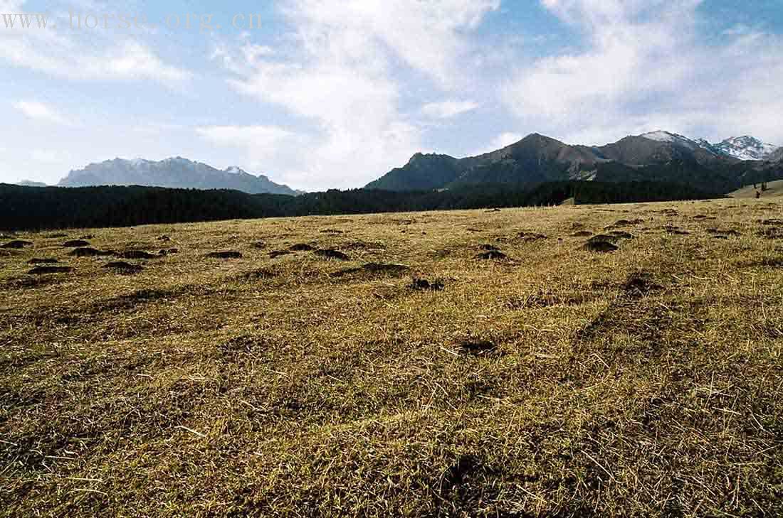 [贴图][原创]最美的还是我们新疆之天山牧场穿行