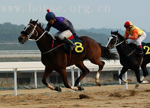 2006年全国速度赛马锦标赛决赛情景