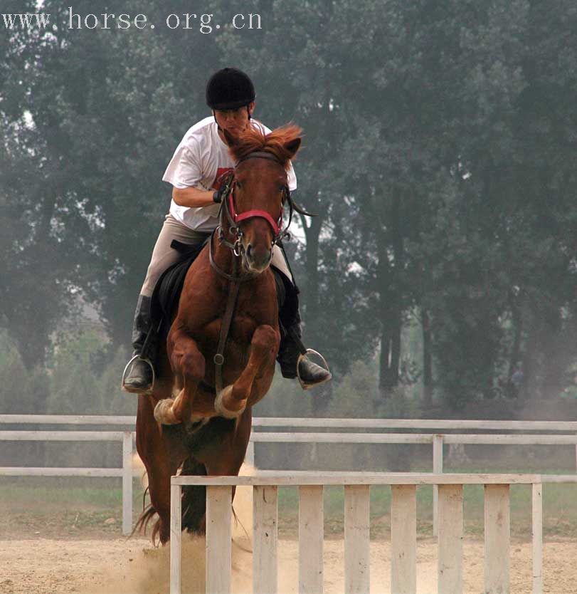 回想马术学习的24小时