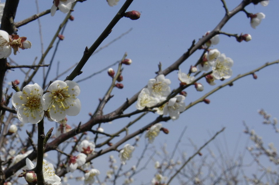 梅花开了