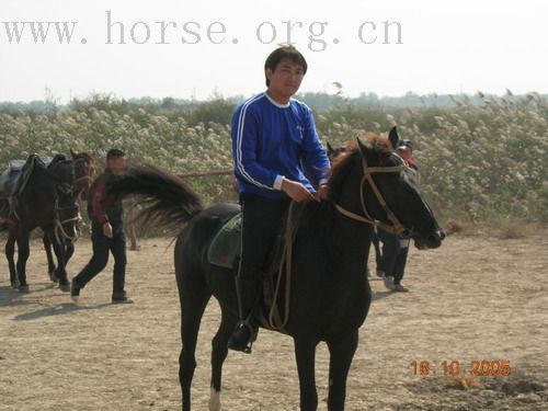 起杨（因见论坛比较沉闷，特发次图调节）