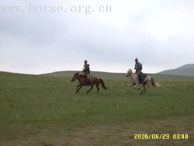 西乌草原耐力赛马