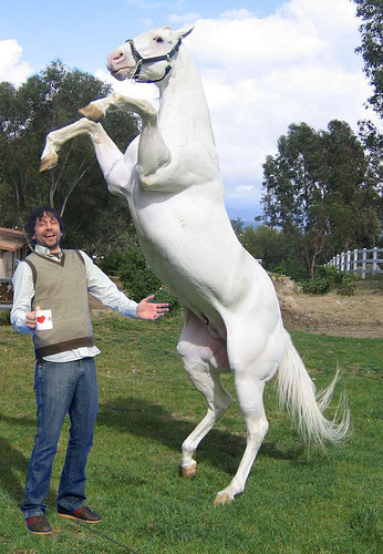 铁手兄的白马--LIPIZZANER