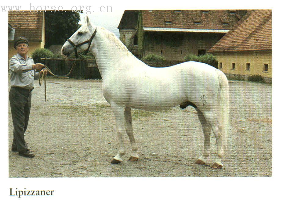 铁手兄的白马--LIPIZZANER