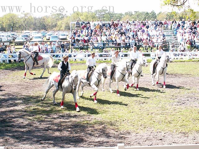 铁手兄的白马--LIPIZZANER