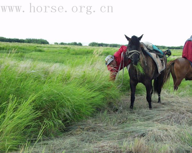 [贴图]★★二零零六年——纵马呼伦贝尔大草原★★