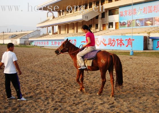 欢迎新来的小马友，蓝蓝的海鸥