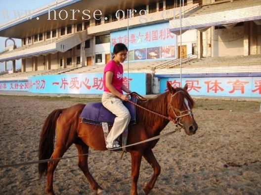 欢迎新来的小马友，蓝蓝的海鸥