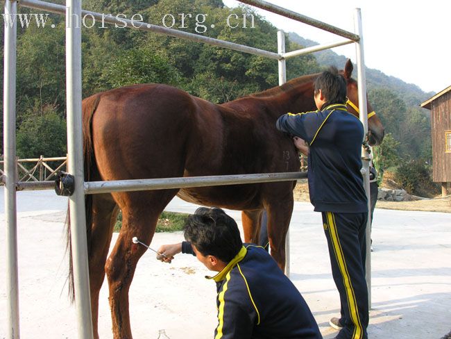 兄弟们!!!偶买了澳门赛马会退役纯血马