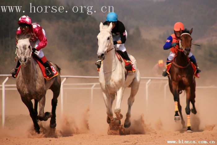 “乘风杯”两广速度赛马交流赛！将于12.23日在乘风寨举行！