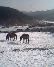 雪地跑马场(贴图)