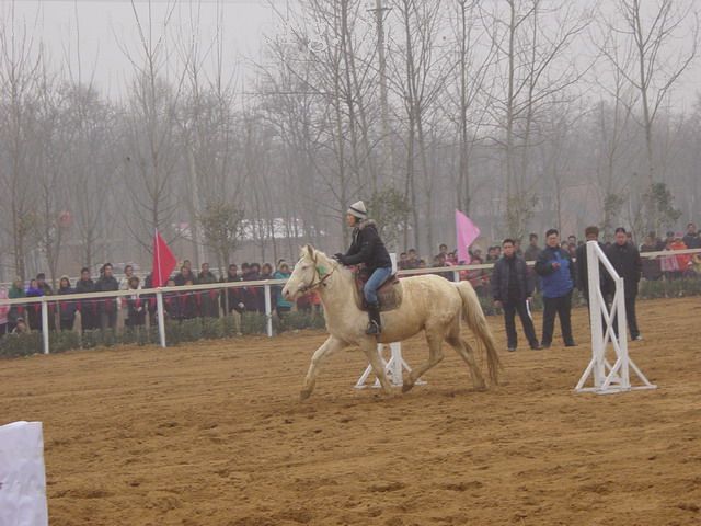 [贴图]河南马友新年大会图片