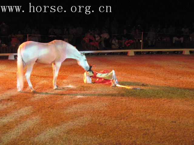 再谈泰国＂Passionata Horse Show＂