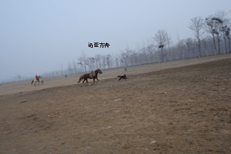 马背新年