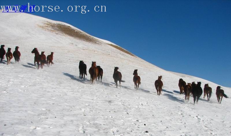 纵马五彩山 闹雪烟子窑～～迎接二零零七的春天