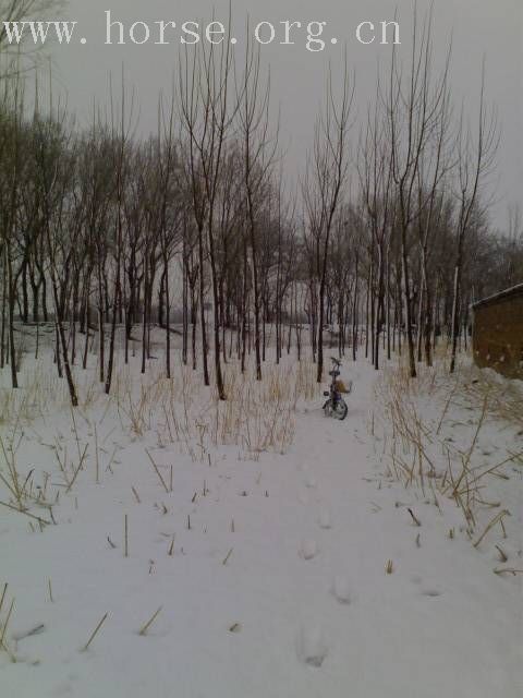 [贴图]雨后雪中行