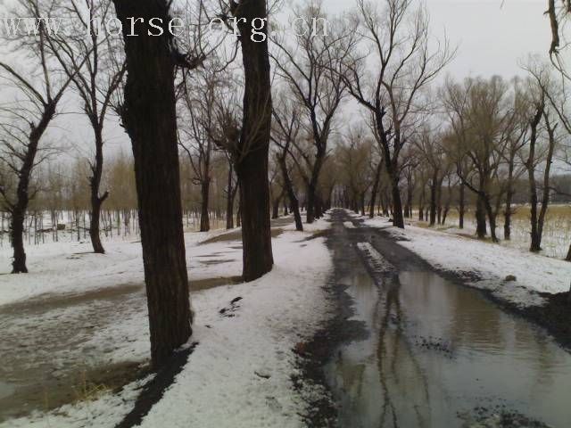 [贴图]雨后雪中行