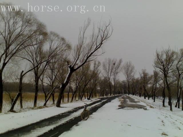 [贴图]雨后雪中行