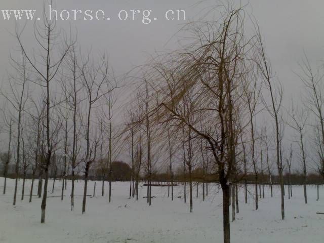 [贴图]雨后雪中行