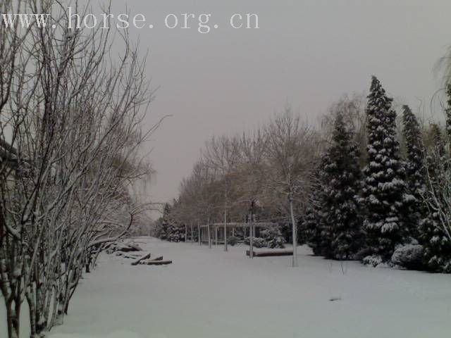 [贴图]雨后雪中行