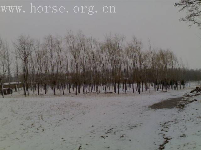 [贴图]雨后雪中行