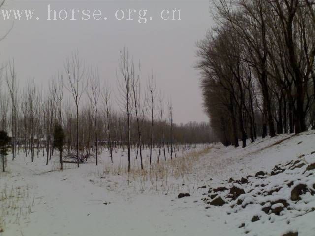 [贴图]雨后雪中行