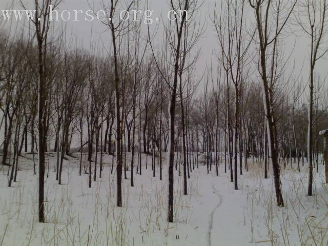 [贴图]雨后雪中行