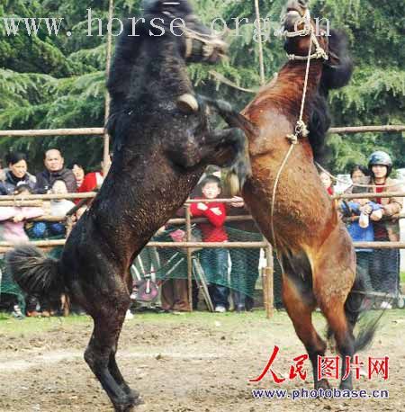 某地公园内斗烈马