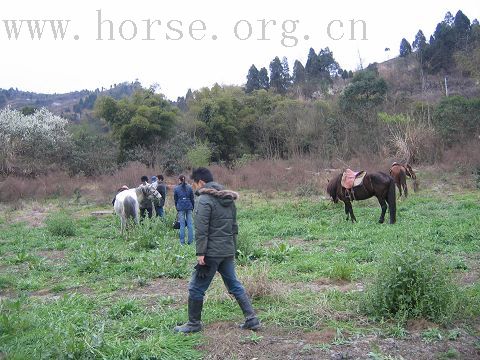 3月3马帮骑游洛带玉带湖及马友生日会