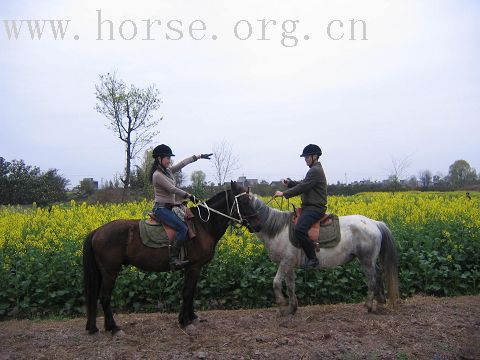 3月3马帮骑游洛带玉带湖及马友生日会