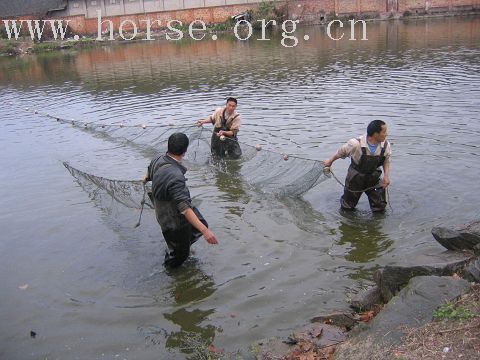 3月3马帮骑游洛带玉带湖及马友生日会