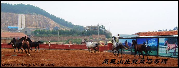 美马美图--------风凰山庄观纯血马.