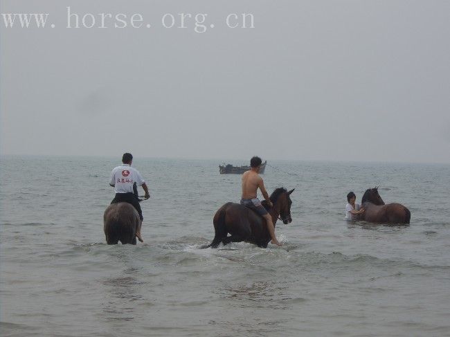 大海边骑马狂奔..........