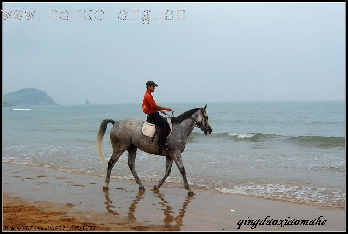 大海边骑马狂奔..........