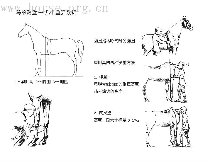 求教大洋马的尺寸