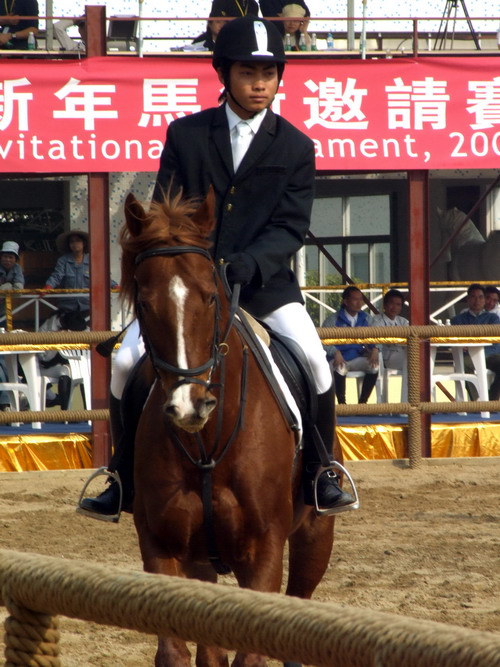 关注马术运动  关注标卓马术会