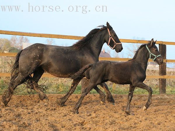 莫斯科“Карцево”马场部分马匹