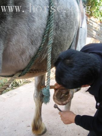 [贴图]遥想和马儿在一起的日子----雁鸣湖