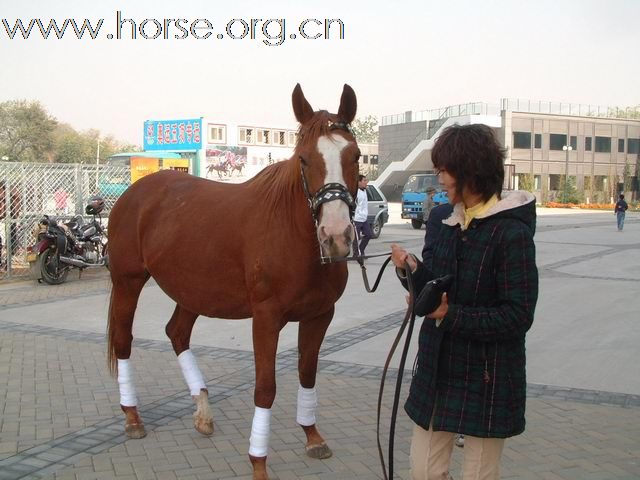 近距离接触--直击2008中国马术展览会