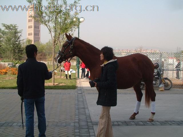 近距离接触--直击2008中国马术展览会