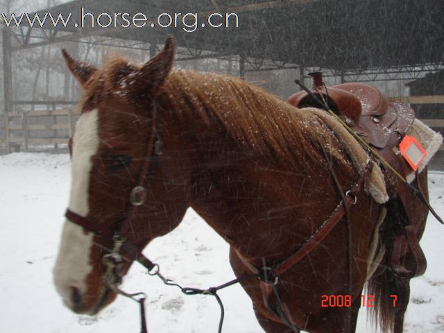 暴风雪中练蹄迹线