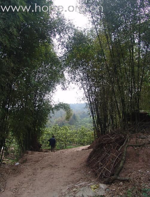 5月的 玉带湖  喝茶 赏花