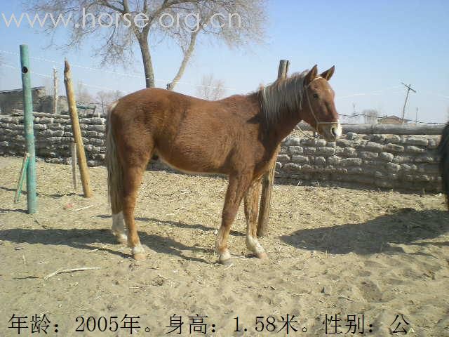 [公告]优良乘用马待售